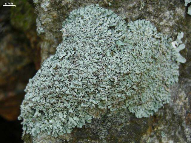 Image of Blue-gray rosette lichen