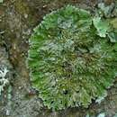 Image of frosted lichen