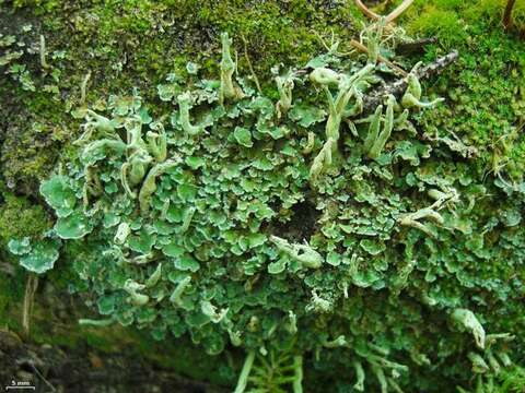 Image of sulphur cup lichen