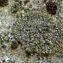 Phaeophyscia sciastra (Ach.) Moberg resmi