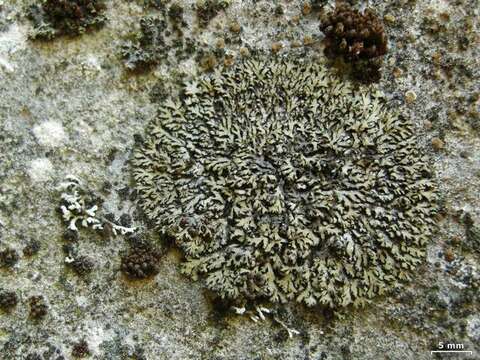 Image of wreath lichen