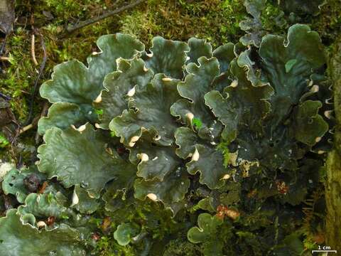 Image of felt lichen