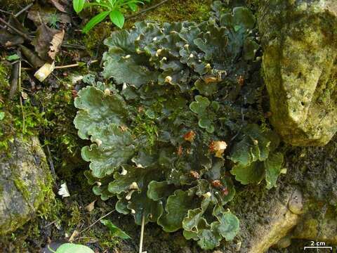 Image of felt lichen