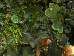 Image of felt lichen