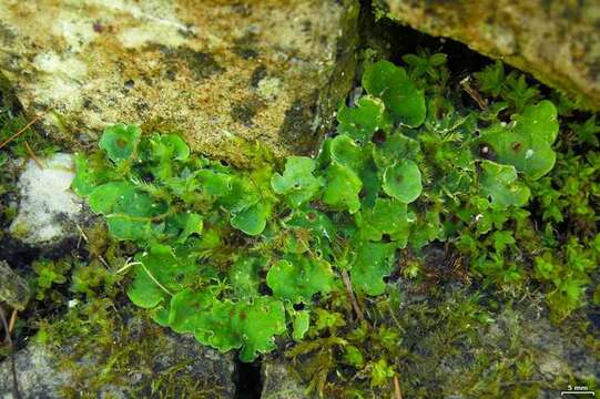 Image of Peltigeraceae