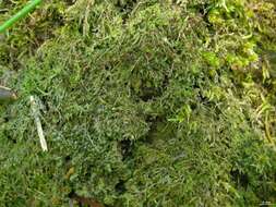 Image of Dot lichens