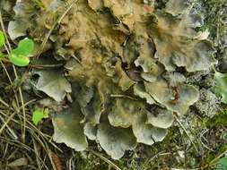 Image of Peltigera cinnamomea Goward