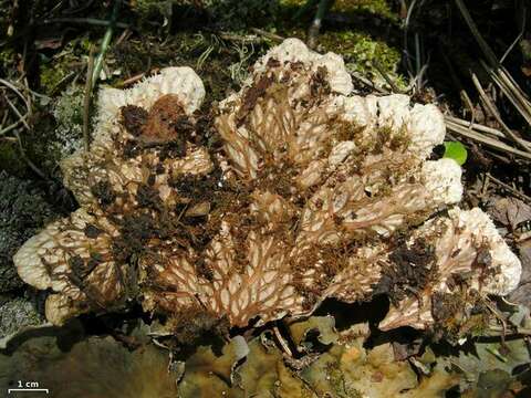 Image of Peltigera cinnamomea Goward