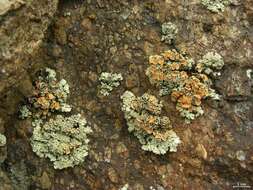 Image of rim lichens