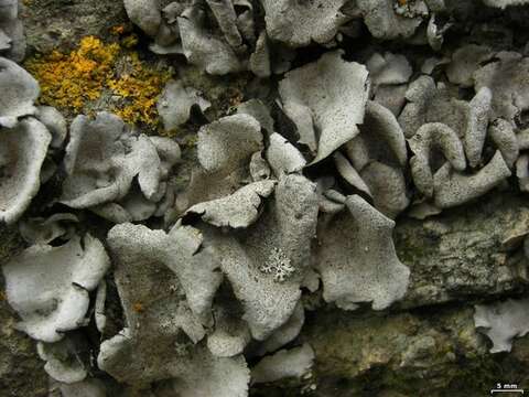 Image of Moulins' silverskin lichen