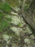 Image de Cladonia arbuscula (Wallr.) Flot.