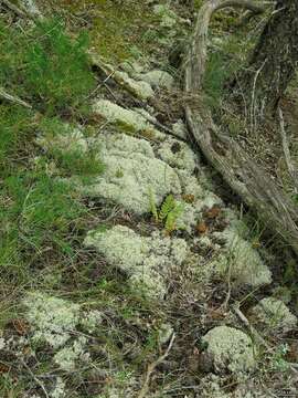 Image of reindeer lichen