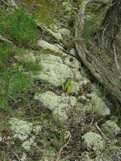 Image of reindeer lichen