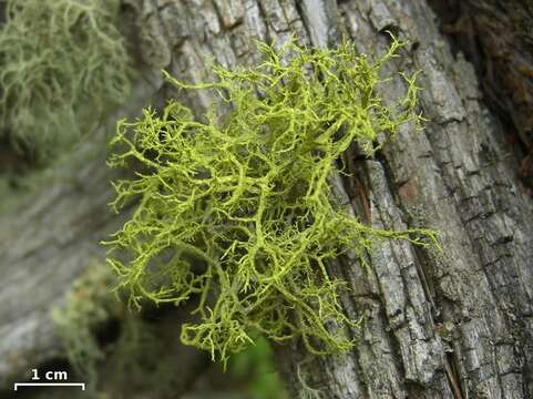 Image of wolf lichen