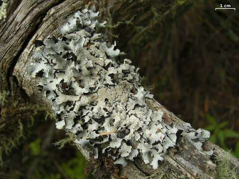 Image of shield lichen