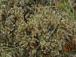 Image of felt lichen