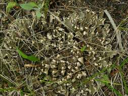 Image of felt lichen