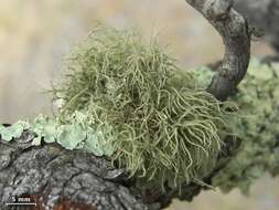 Image of Beard lichen