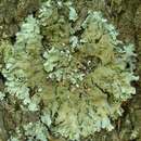 Image of shield lichen