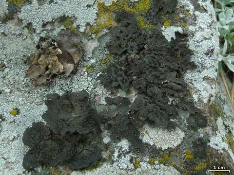 Image of Blistered rock tripe lichen