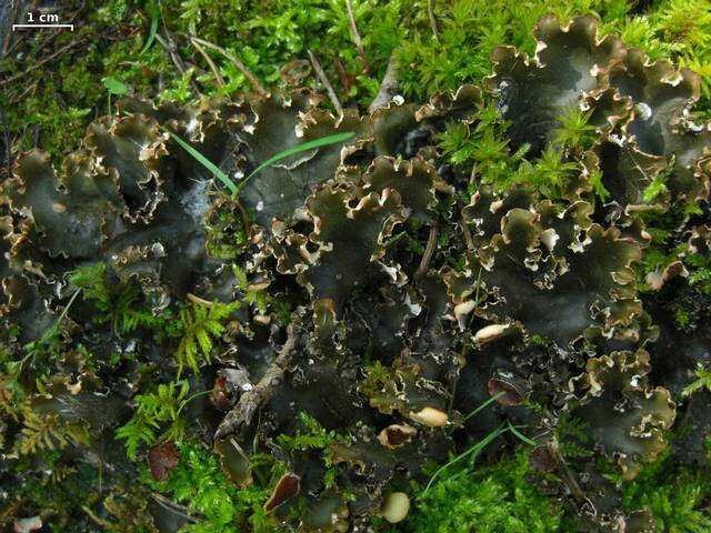 Image of Elizabeth's felt lichen