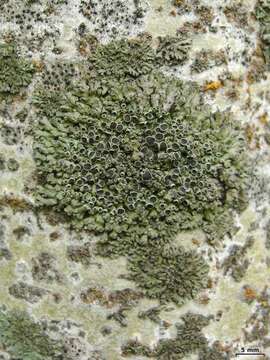 Image of Shadow lichens