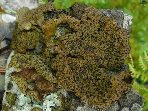 Image of Blistered rock tripe lichen