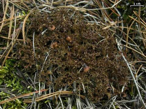 Image of Cetraria lichens