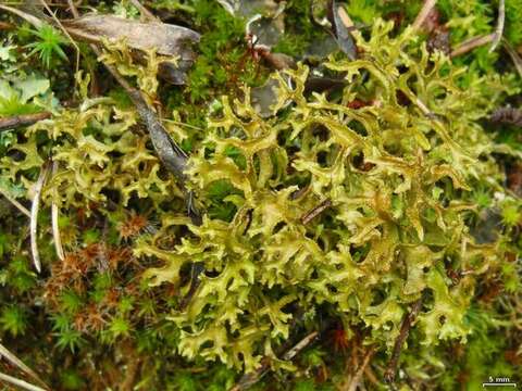 Image of Cetraria lichens