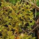 Image of reticulate cetraria lichen