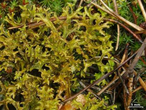 Image of Cetraria lichens