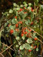 Image of boreal cup lichen