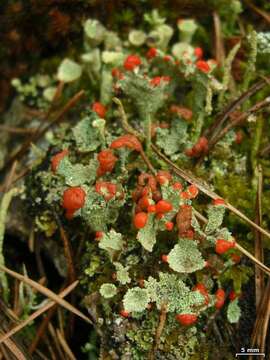 Imagem de Cladonia borealis S. Stenroos