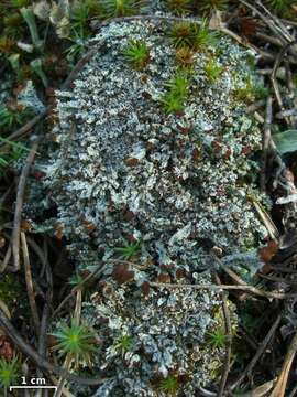 Image of cup lichen