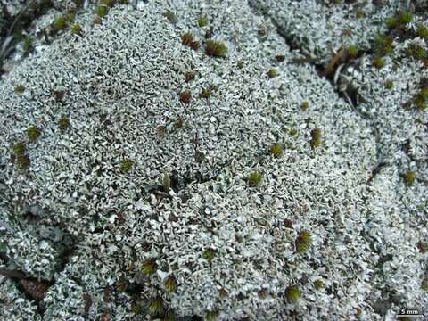 Image of cup lichen