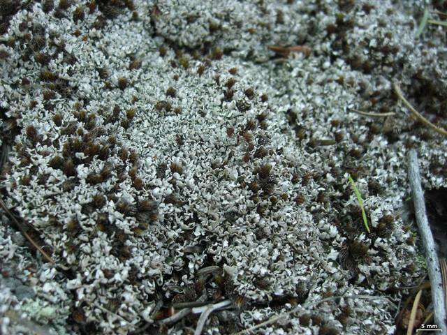 Image of cup lichen