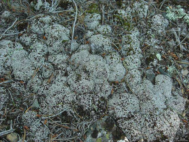 Image of cup lichen