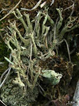 Image of cup lichen