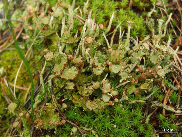 Image of cup lichen