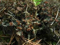 Plancia ëd Cladonia gracilis (L.) Willd.