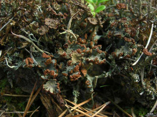 Plancia ëd Cladonia gracilis (L.) Willd.