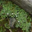 Image of cup lichen