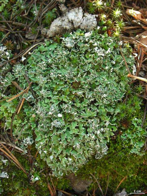 Image of cup lichen