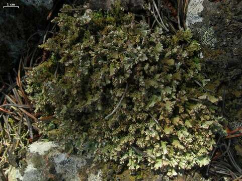 Cladonia phyllophora Hoffm.的圖片