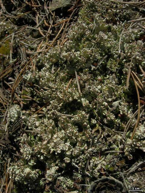 Cladonia phyllophora Hoffm.的圖片