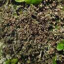 Image of cup lichen