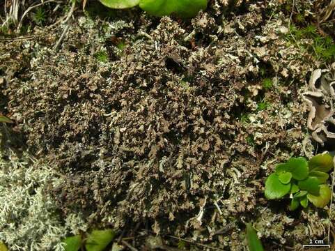 Image of cup lichen