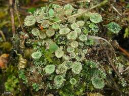 Image of cup lichen