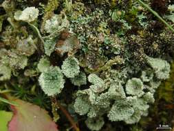 Image of cup lichen