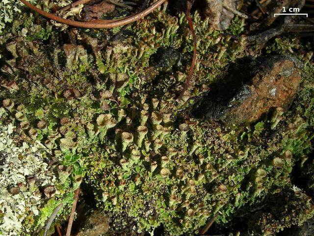 Image of cup lichen